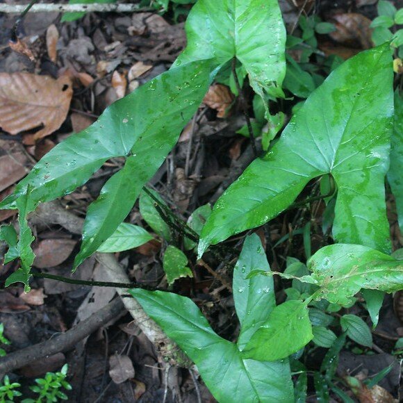 Moerastaro (Cyrtosperma merkusii)