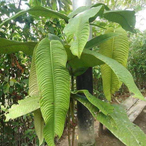 Syzygium (Syzygium jiewhoei)