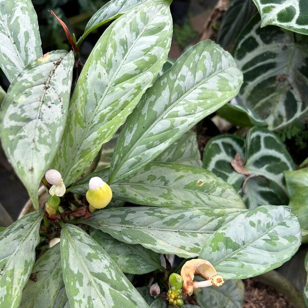 Camouflageplant (Aglaonema nebulosum)