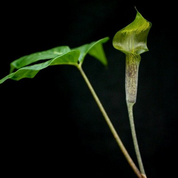 Tropische cobralelie (Arisaema barbatum)