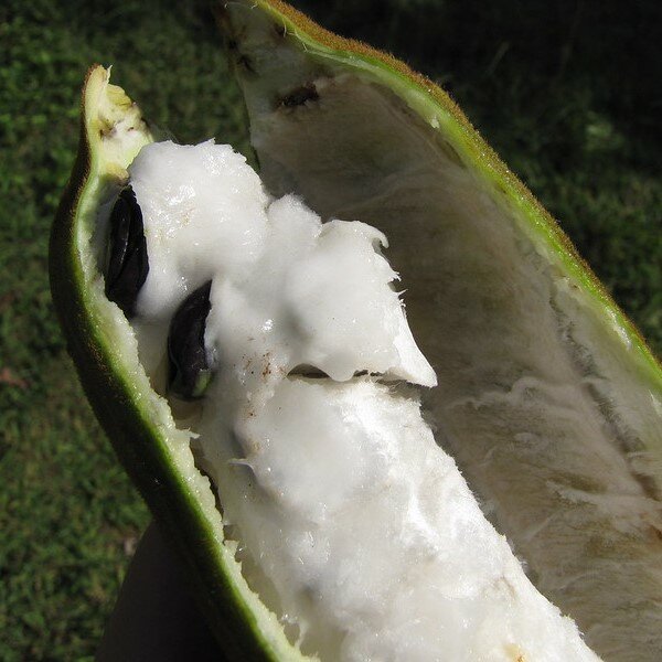 IJsjesboon (Inga edulis)