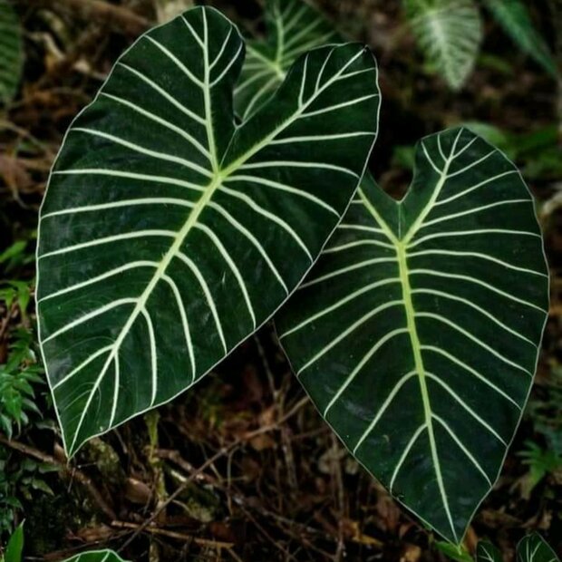 Meratus-alocasia (Alocasia sp. 'Meratus')