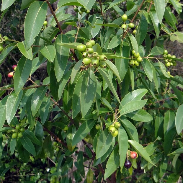 Indiase sandelhout (Santalum album)