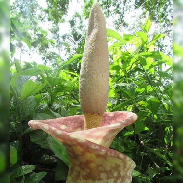Aronskelk (Amorphophallus muelleri)