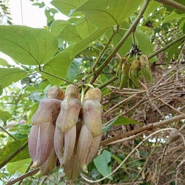 Mucuna (Mucuna sp. 'Bengkulu')