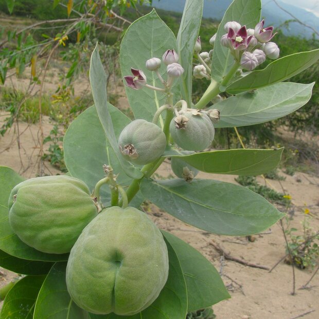 Sodomsappel (Calotropis procera)