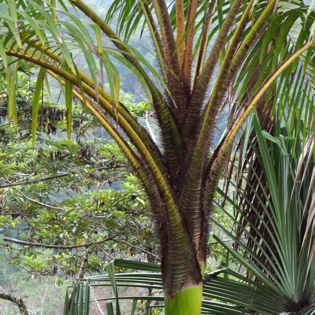 Wangapalm (Pigafetta elata)