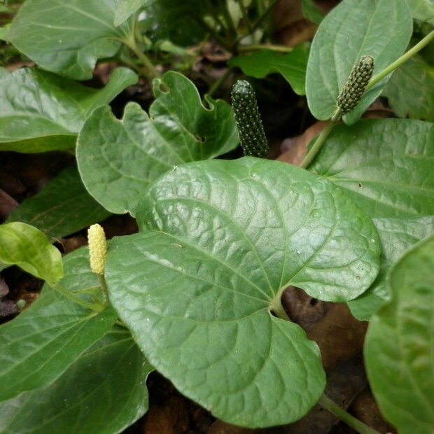 Lange peper (Piper longum)