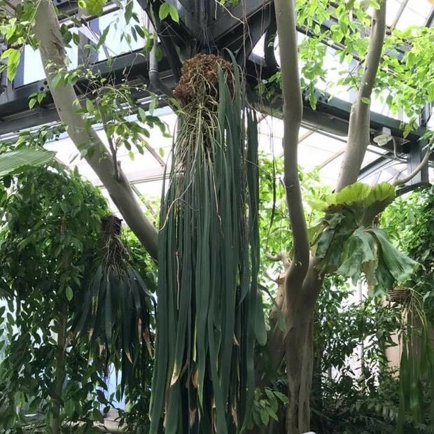 Bandblad-anthurium (Anthurium vittariifolium)