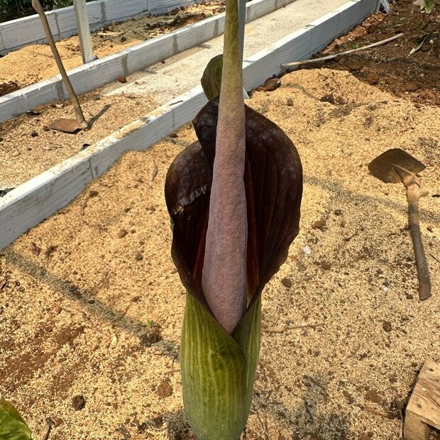 Aronskelk (Amorphophallus raungense)