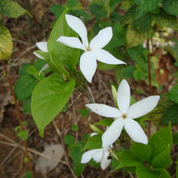 Bengaalse koffie (Coffea benghalensis)