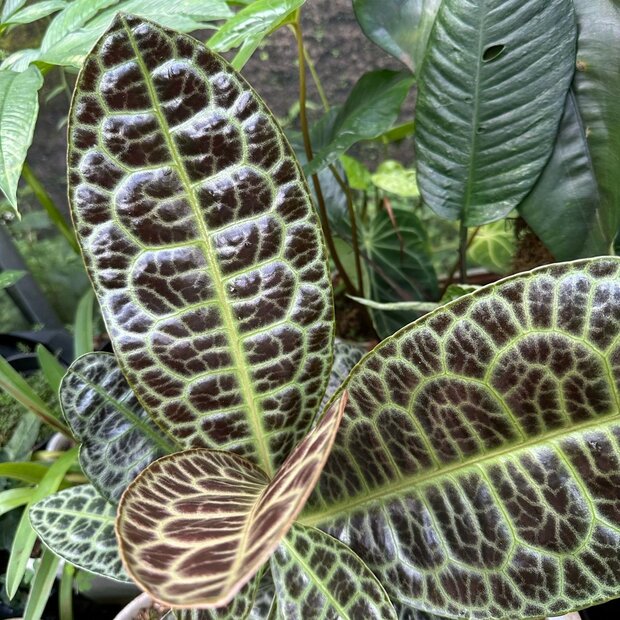 Schildpadrug (Labisia obtusifolia)