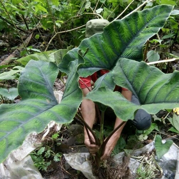 Alocasia (Alocasia sp. 'Olanii')