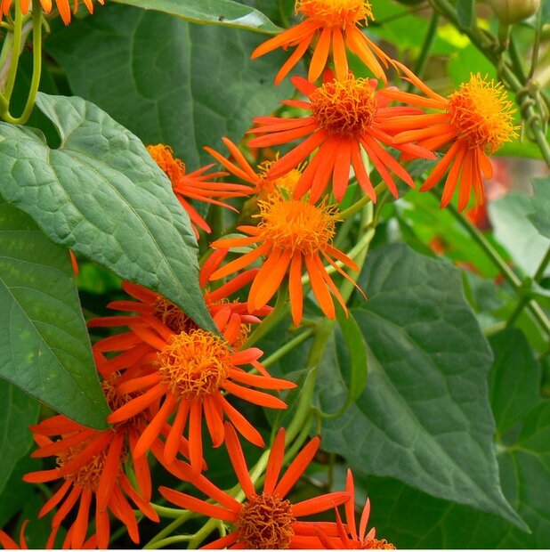 Mexicaanse vuurliaan (Pseudogynoxys chenopodioides)