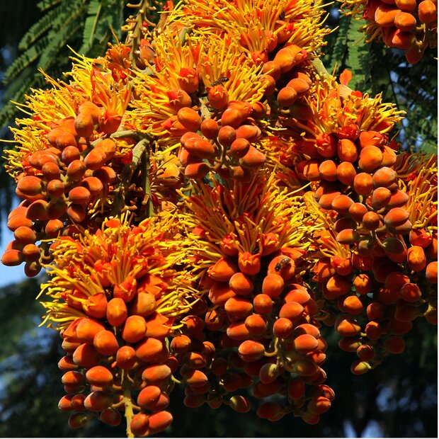 Colville's glorieboom (Colvillea racemosa)