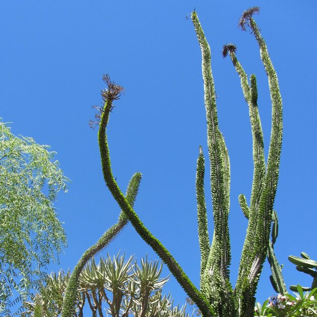Madagaskar-ocotillo (Alluaudia procera)