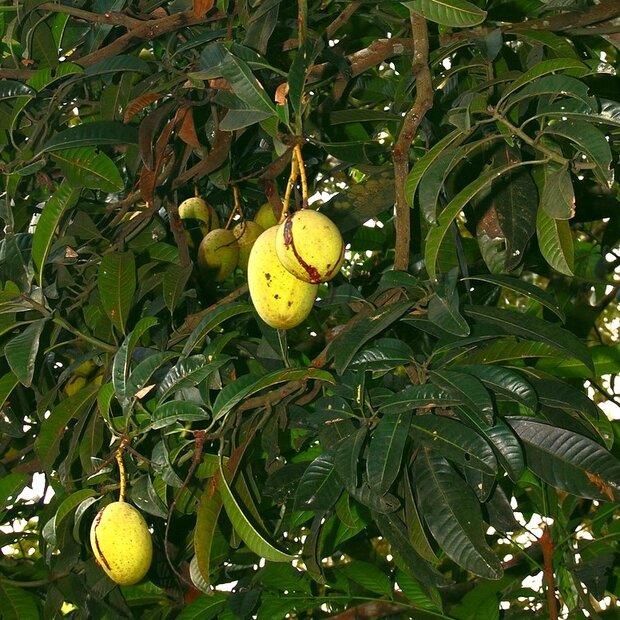 Stinkende mango (Mangifera foetida)