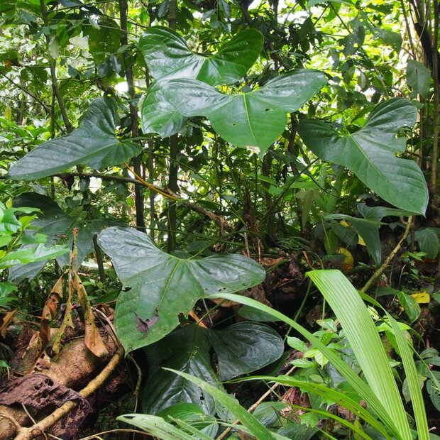 Anthurium (Anthurium subsignatum)