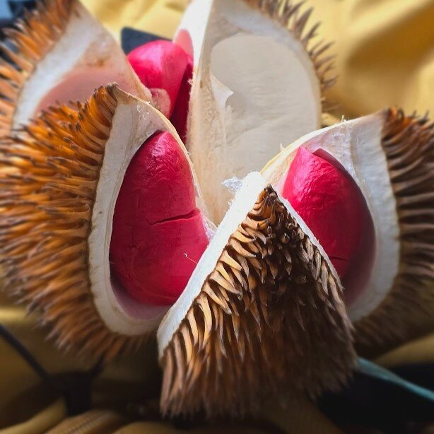 Roodvlezige doerian (Durio graveolens)