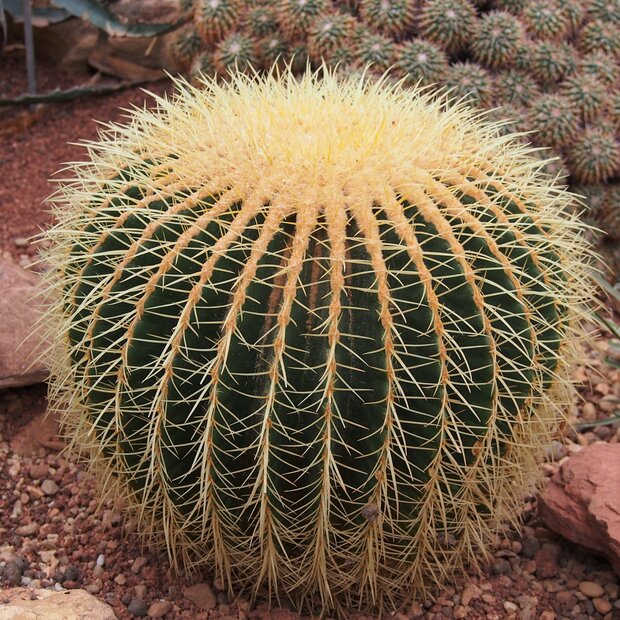 Schoonmoedersstoel (Echinocactus grusonii)