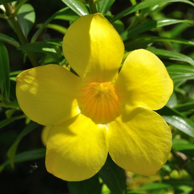 Gouden trompetbloem (Allamanda cathartica)