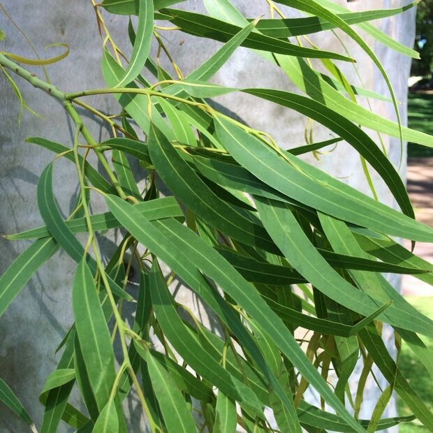 Citroeneucalyptus (Corymbia citriodora)