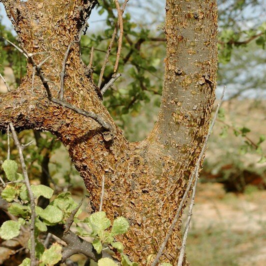 Mirre (Commiphora myrrha)
