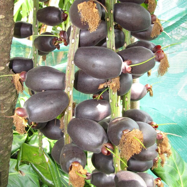 Paonoot (Barringtonia edulis)