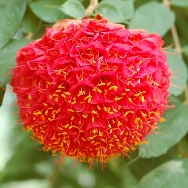 Venezolaanse roos (Brownea grandiceps)