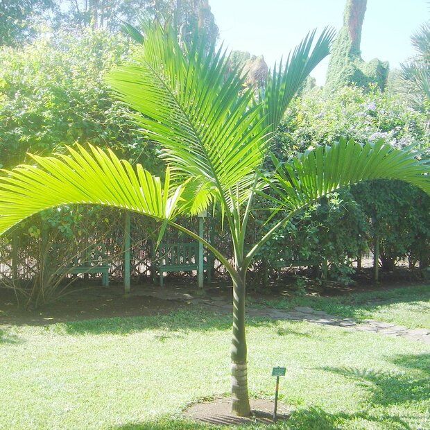 Champagnepalm (Hyophorbe indica)