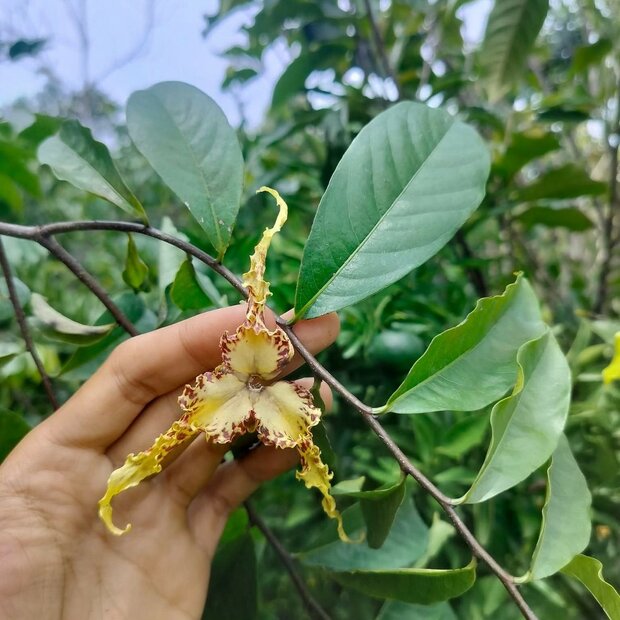 Angolaanse kalebasmuskaat (Monodora angolensis)