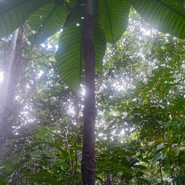 Octamyrtus (Octamyrtus glomerata)