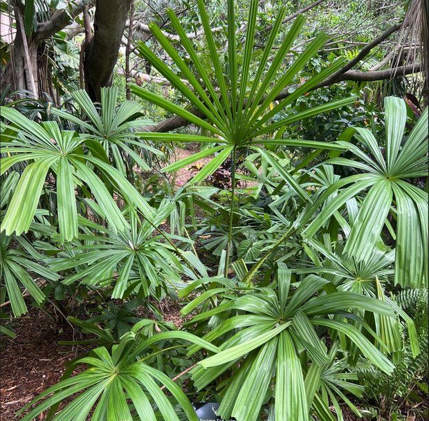 Gouden licuala (Licuala paludosa)