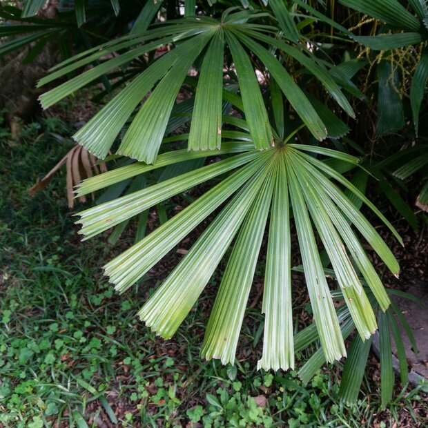 Hainan waaierpalm (Lanonia hainanensis)