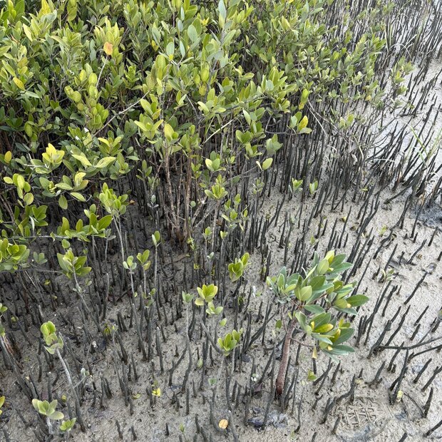 Zwarte mangrove (Avicennia germinans)