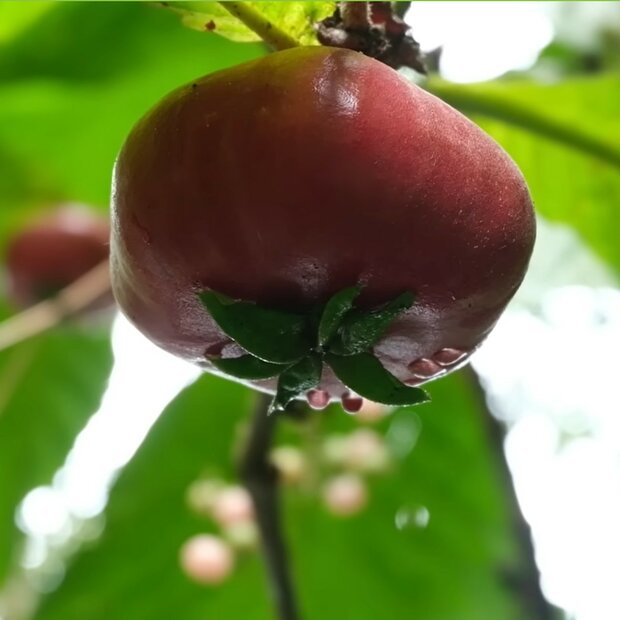Rode sapote (Timonius minahassae)