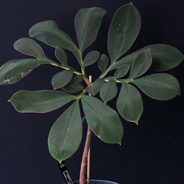 Aronskelk (Amorphophallus atroviridis)