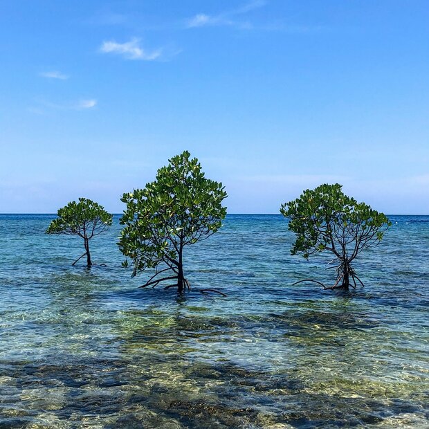 Gevlekte mangrove (Rhizophora stylosa)
