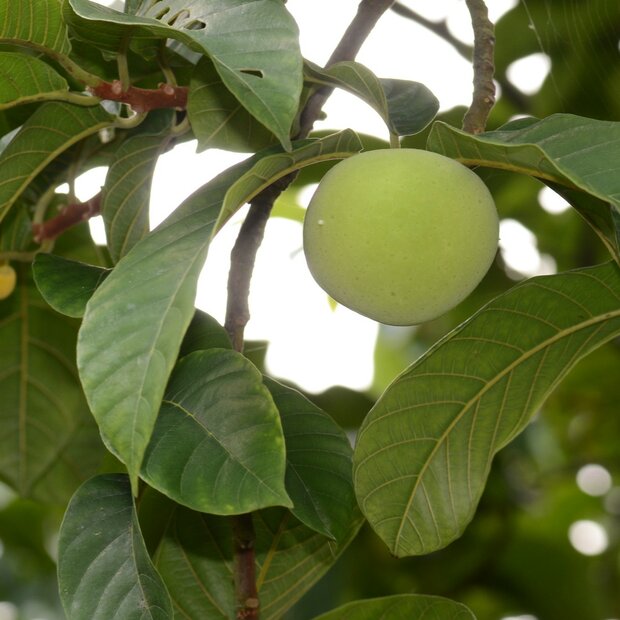 Groene tampang (Artocarpus dadah)