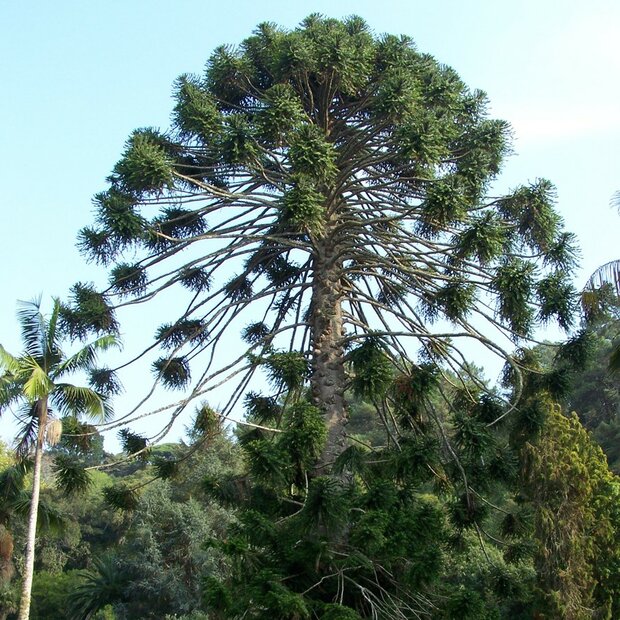 Bunya-den (Araucaria bidwillii)