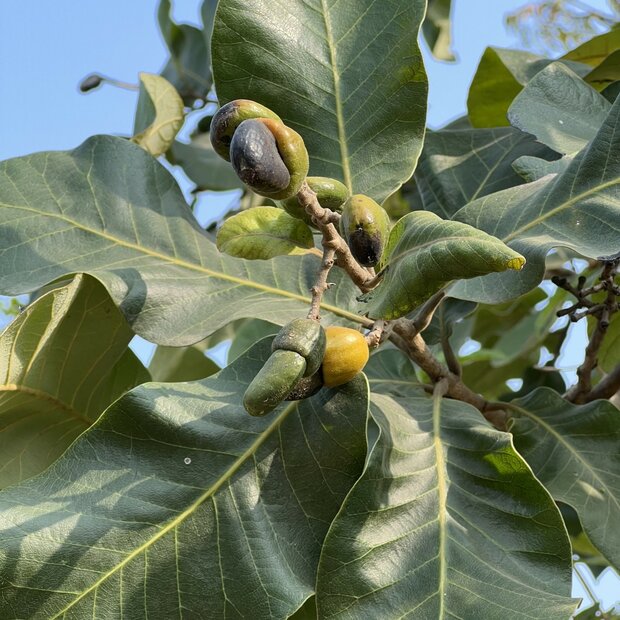 Markeernoot (Semecarpus anacardium)