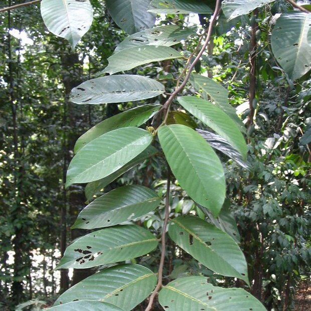 Lichtrode meranti (Rubroshorea leprosula)