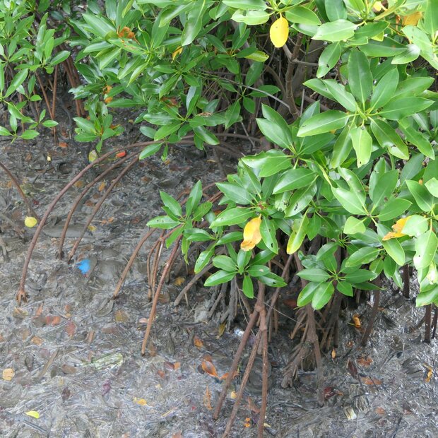 Aziatische mangrove (Rhizophora mucronata)