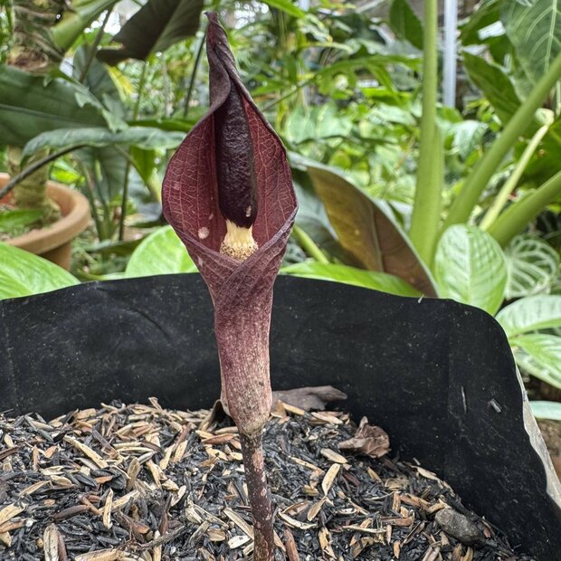 Aronskelk (Amorphophallus manta)