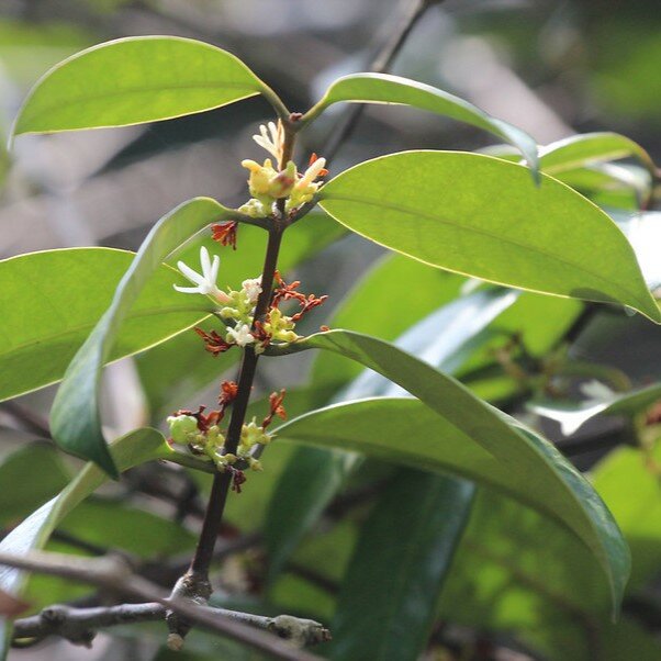 Borneaanse rubber (Willughbeia coriacea)
