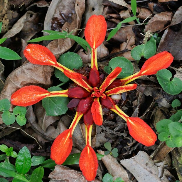Rode gemberbloem (Etlingera coccinea)