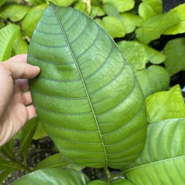 Zure mango (Mangifera rufocoscata)