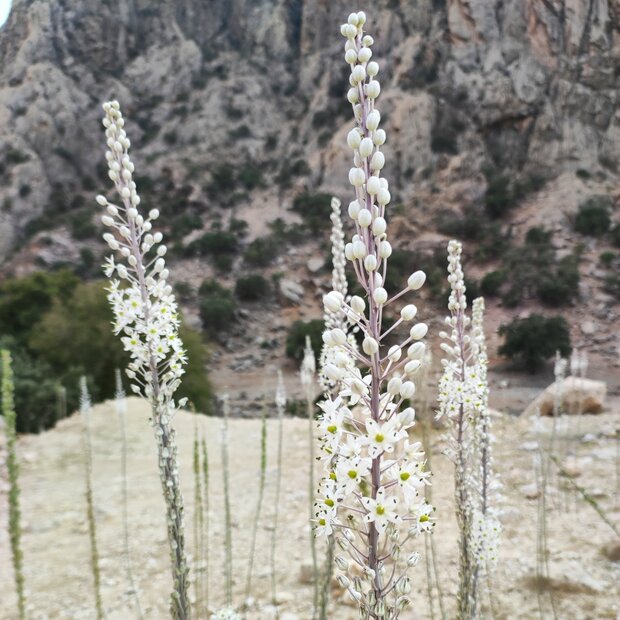 Zee-ui (Drimia maritima)