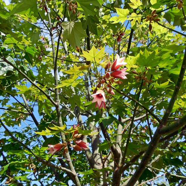 Roze flessenboom (Brachychiton discolor)