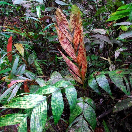 Gevlekte dwergpalm (Pinanga aristata)